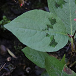 Persicaria virginiana - Virginia-Knöterich