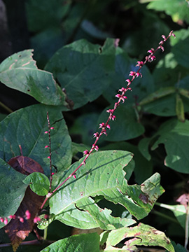 Persicaria virginiana