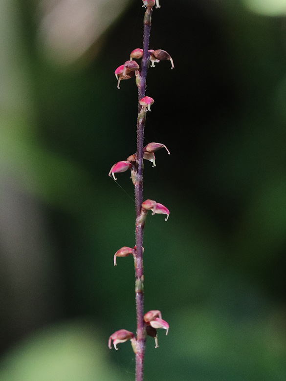 Persicaria virginiana