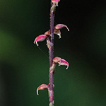Persicaria virginiana - Virginia-Knöterich