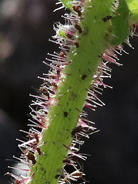 Picris hieracioides