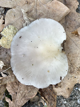 Pleurotus pulmonarius