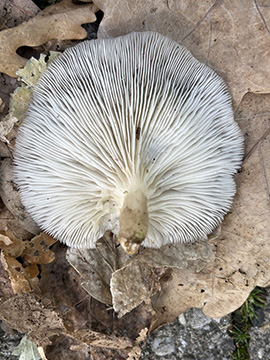 Pleurotus pulmonarius
