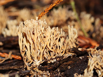 Ramaria flaccida