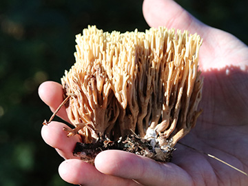 Ramaria stricta