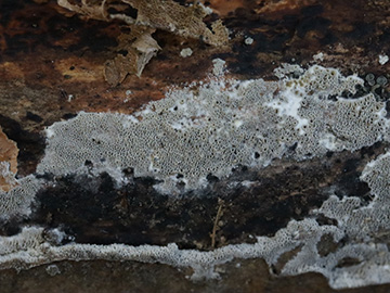 Resupinatus poriaeformis