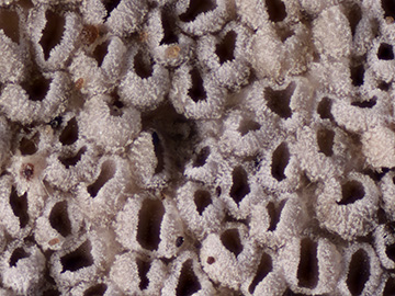 Resupinatus poriaeformis