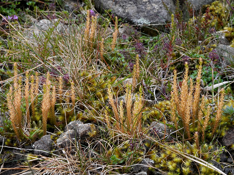 Selaginella selaginoides