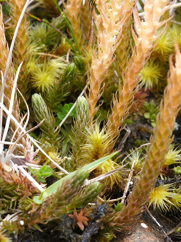 Selaginella selaginoides