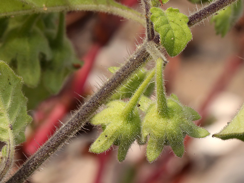 Solanum sarrachoides