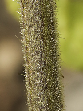 Solanum sarrachoides