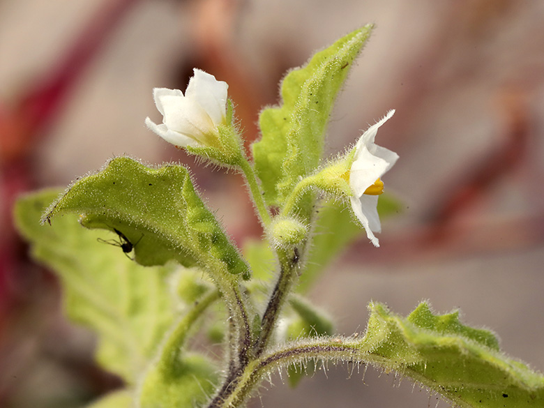 Solanum sarrachoides