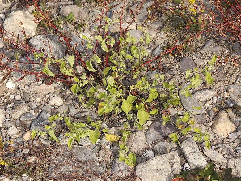 Solanum sarrachoides