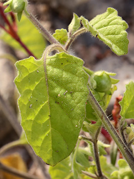 Solanum sarrachoides