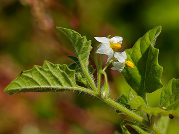 Solanum sarrachoides