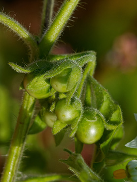 Solanum sarrachoides