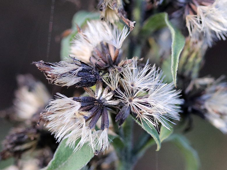 Solidago virgaurea