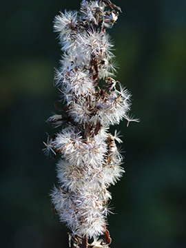 Solidago virgaurea
