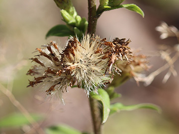 Solidago virgaurea