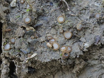 Trichophaea woolhopeia