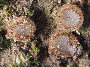 Trichophaea woolhopeia