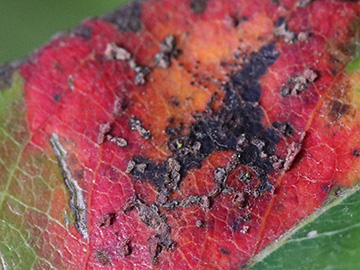 Tuberculina maxima