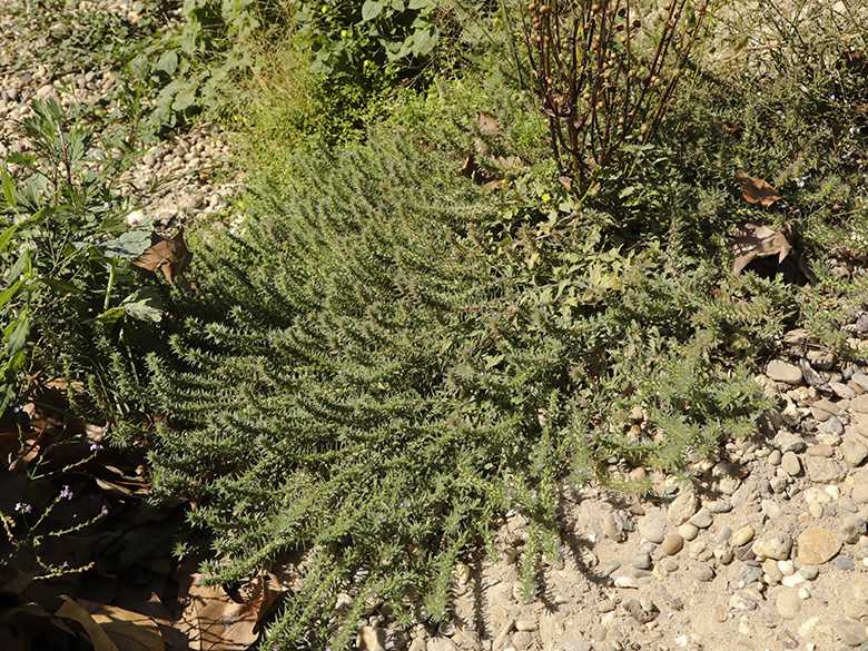 Verbena bracteata