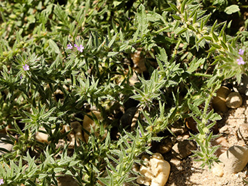 Verbena bracteata
