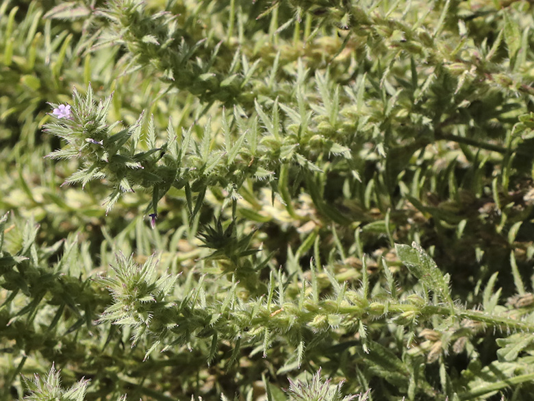 Verbena bracteata
