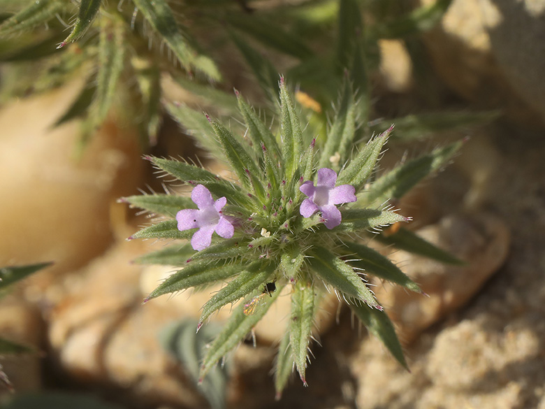 Verbena bracteata