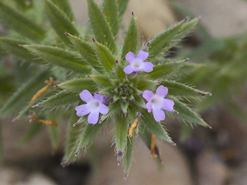 Verbena bracteata