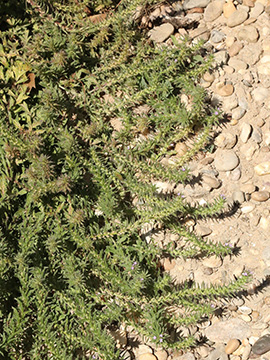 Verbena bracteata